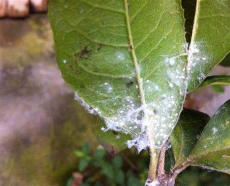 桂花蟲害|桂花的病蟲害防治以及注意事項